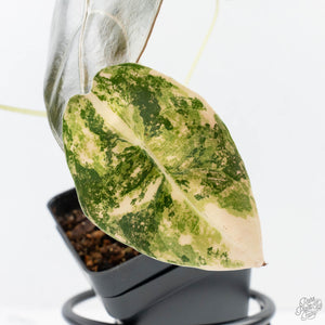 Alocasia 'Sedenii' Aurea Variegated (wk26-A)