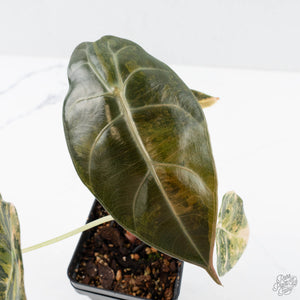 Alocasia 'Sedenii' Aurea Variegated (wk26-A)