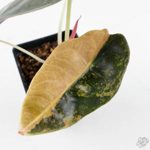 Alocasia 'Sedenii' Aurea Variegated (wk26-A)
