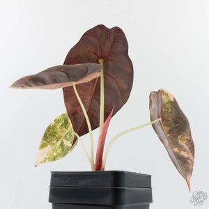 Alocasia 'Sedenii' Aurea Variegated (wk26-A)