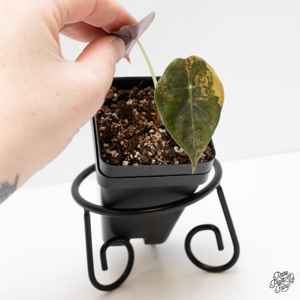 Alocasia 'Sedenii' Aurea Variegated (wk2-D)