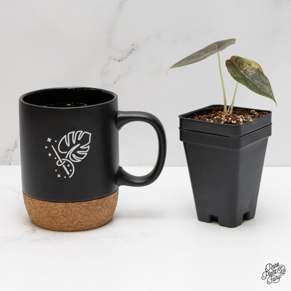 Alocasia 'Sedenii' Aurea Variegated (wk2-D)