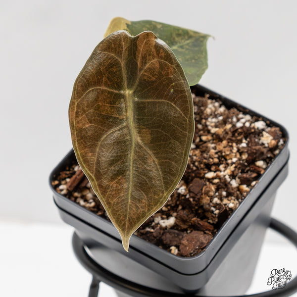 Alocasia 'Sedenii' Aurea Variegated (wk2-D)