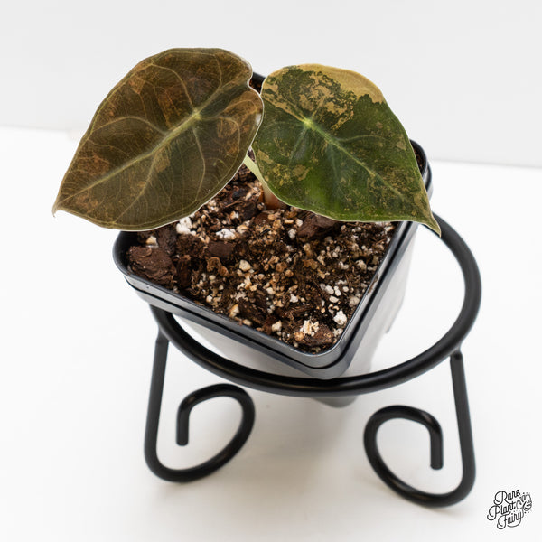 Alocasia 'Sedenii' Aurea Variegated (wk2-D)