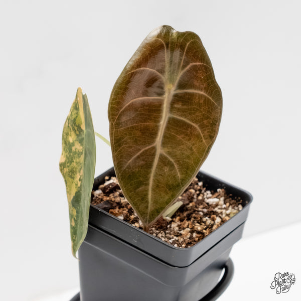 Alocasia 'Sedenii' Aurea Variegated (wk3-G)