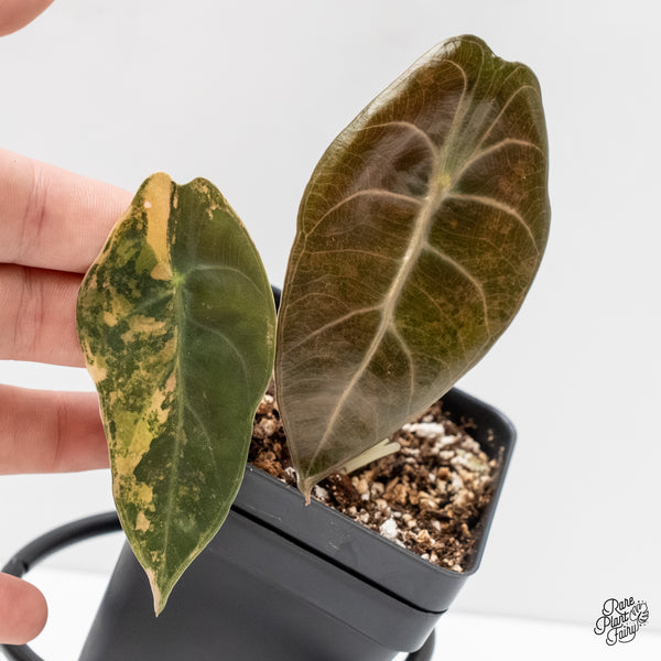 Alocasia 'Sedenii' Aurea Variegated (wk3-G)