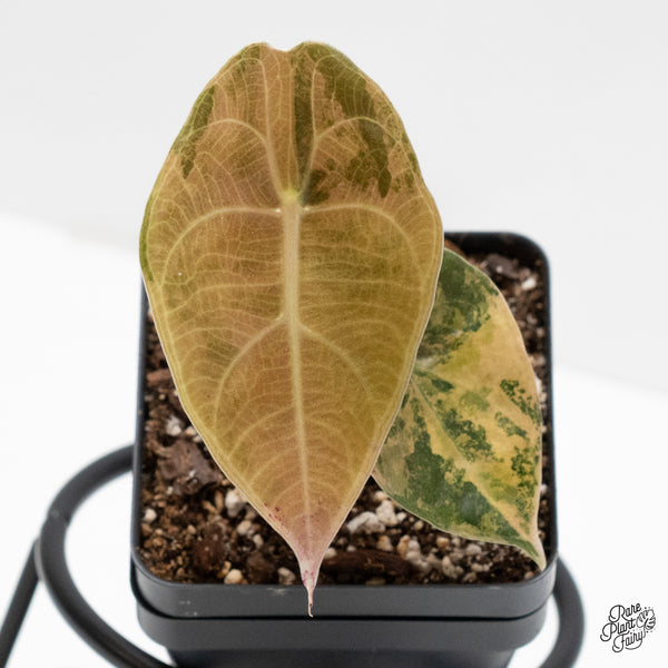 Alocasia 'Sedenii' Aurea Variegated (wk4-K)