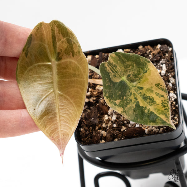 Alocasia 'Sedenii' Aurea Variegated (wk4-K)