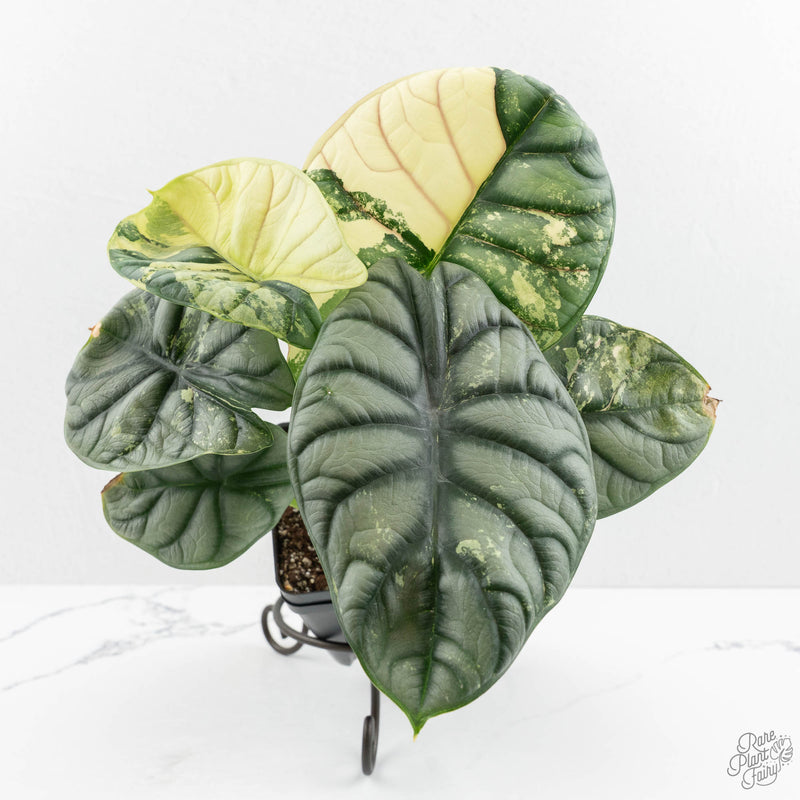 Alocasia 'Silver Dragon' albo variegated (wk16-S) *Corming Size*