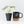 Alocasia 'Silver Dragon' albo variegated - Corming Size (wk31-A)