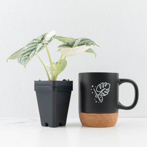 Alocasia 'Silver Dragon' albo variegated - Corming Size (wk31-A)