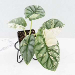 Alocasia 'Silver Dragon' albo variegated - Corming Size (wk31-A)