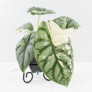 Alocasia 'Silver Dragon' albo variegated - Corming Size (wk31-A)