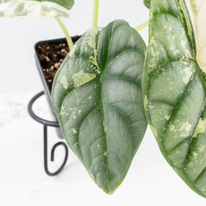 Alocasia 'Silver Dragon' albo variegated - Corming Size (wk31-A)