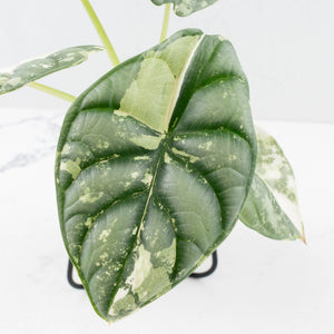 Alocasia 'Silver Dragon' albo variegated - Corming Size (wk31-A)