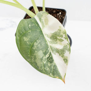 Alocasia 'Silver Dragon' albo variegated - Corming Size (wk31-A)