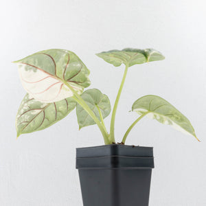 Alocasia 'Silver Dragon' albo variegated - Corming Size (wk31-A)