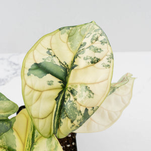 Alocasia 'Silver Dragon' Albo Variegated - Mother Plant (wk37-L269)