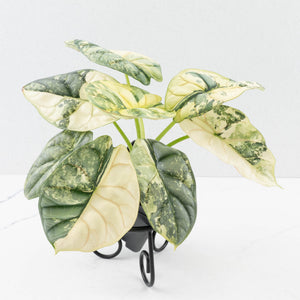 Alocasia 'Silver Dragon' Albo Variegated - Mother Plant (wk37-L269)