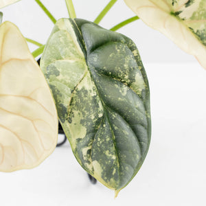 Alocasia 'Silver Dragon' Albo Variegated - Mother Plant (wk37-L269)