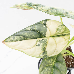 Alocasia 'Silver Dragon' Albo Variegated - Mother Plant (wk37-L269)