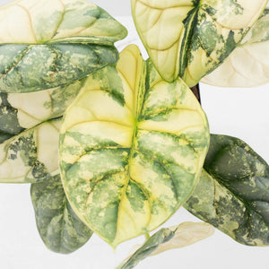 Alocasia 'Silver Dragon' Albo Variegated - Mother Plant (wk37-L269)
