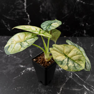 Alocasia 'Silver Dragon' Albo Variegated - Corming Size (wk42-L367)