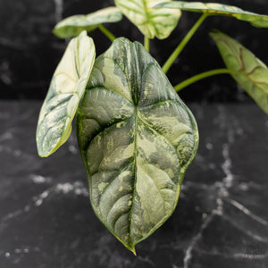 Alocasia 'Silver Dragon' Albo Variegated - Corming Size (wk42-L367)
