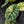 Alocasia 'Silver Dragon' Albo Variegated - Corming Size (wk42-L367)