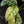 Alocasia 'Silver Dragon' Albo Variegated - Corming Size (wk42-L367)