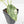 Alocasia 'Silver Dragon' albo variegated (wk22-B) *Exceptional Color*