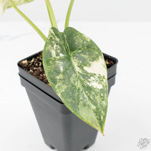 Alocasia 'Silver Dragon' albo variegated (wk22-B) *Exceptional Color*