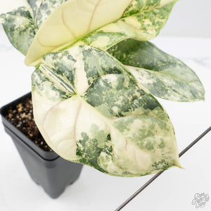 Alocasia 'Silver Dragon' albo variegated (wk22-B) *Exceptional Color*