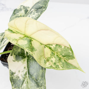 Alocasia 'Silver Dragon' albo variegated (wk22-B) *Exceptional Color*