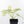 Alocasia 'Silver Dragon' albo variegated (wk22-B) *Exceptional Color*