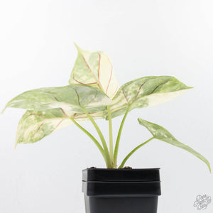 Alocasia 'Silver Dragon' albo variegated (wk22-B) *Exceptional Color*