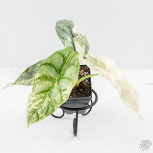 Alocasia 'Silver Dragon' albo variegated (wk23-B)