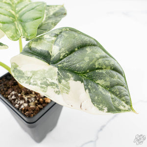 Alocasia 'Silver Dragon' albo variegated (wk23-B)