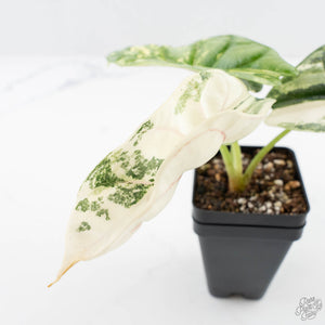 Alocasia 'Silver Dragon' albo variegated (wk23-B)