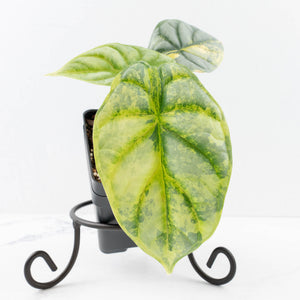 Alocasia 'Silver Dragon' Aurea Variegated (wk33-L14)