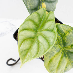 Alocasia 'Silver Dragon' Aurea Variegated (wk33-L14)