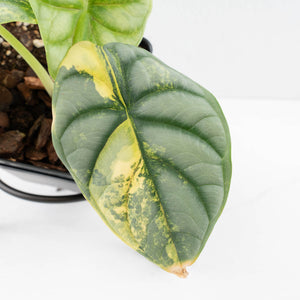 Alocasia 'Silver Dragon' Aurea Variegated (wk33-L14)