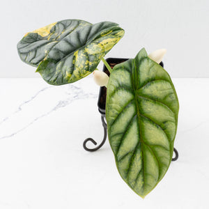 Alocasia 'Silver Dragon' Aurea Variegated - Corming Size (wk34-L76)