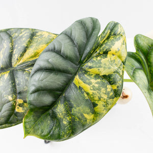 Alocasia 'Silver Dragon' Aurea Variegated - Corming Size (wk34-L76)