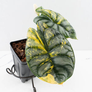 Alocasia 'Silver Dragon' Aurea Variegated - Corming Size (wk34-L76)
