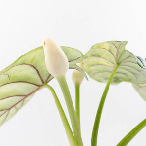 Alocasia 'Silver Dragon' Aurea Variegated - Corming Size (wk34-L76)