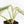 Alocasia 'Silver Dragon' Aurea Variegated - Corming Size (wk34-L76)