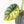 Alocasia 'Silver Dragon' Aurea Variegated (wk23-A) *Corming Size*
