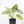 Alocasia 'Silver Dragon' Aurea Variegated (wk23-A) *Corming Size*