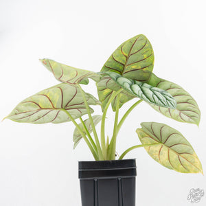 Alocasia 'Silver Dragon' Aurea Variegated (wk23-A) *Corming Size*